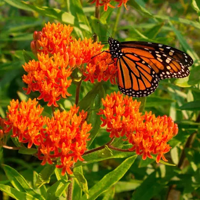 A butterfly on butterfly milkweed